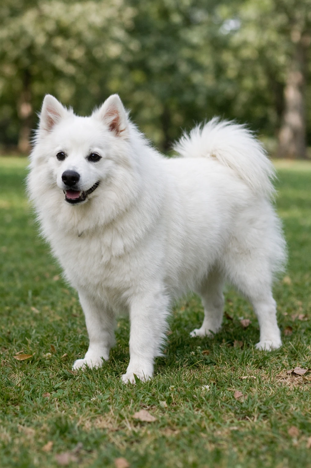 American Eskimo Dog in a park