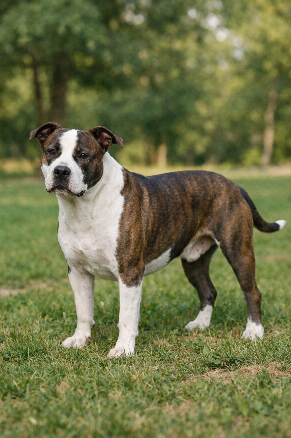 American Staffordshire Terrier in a park