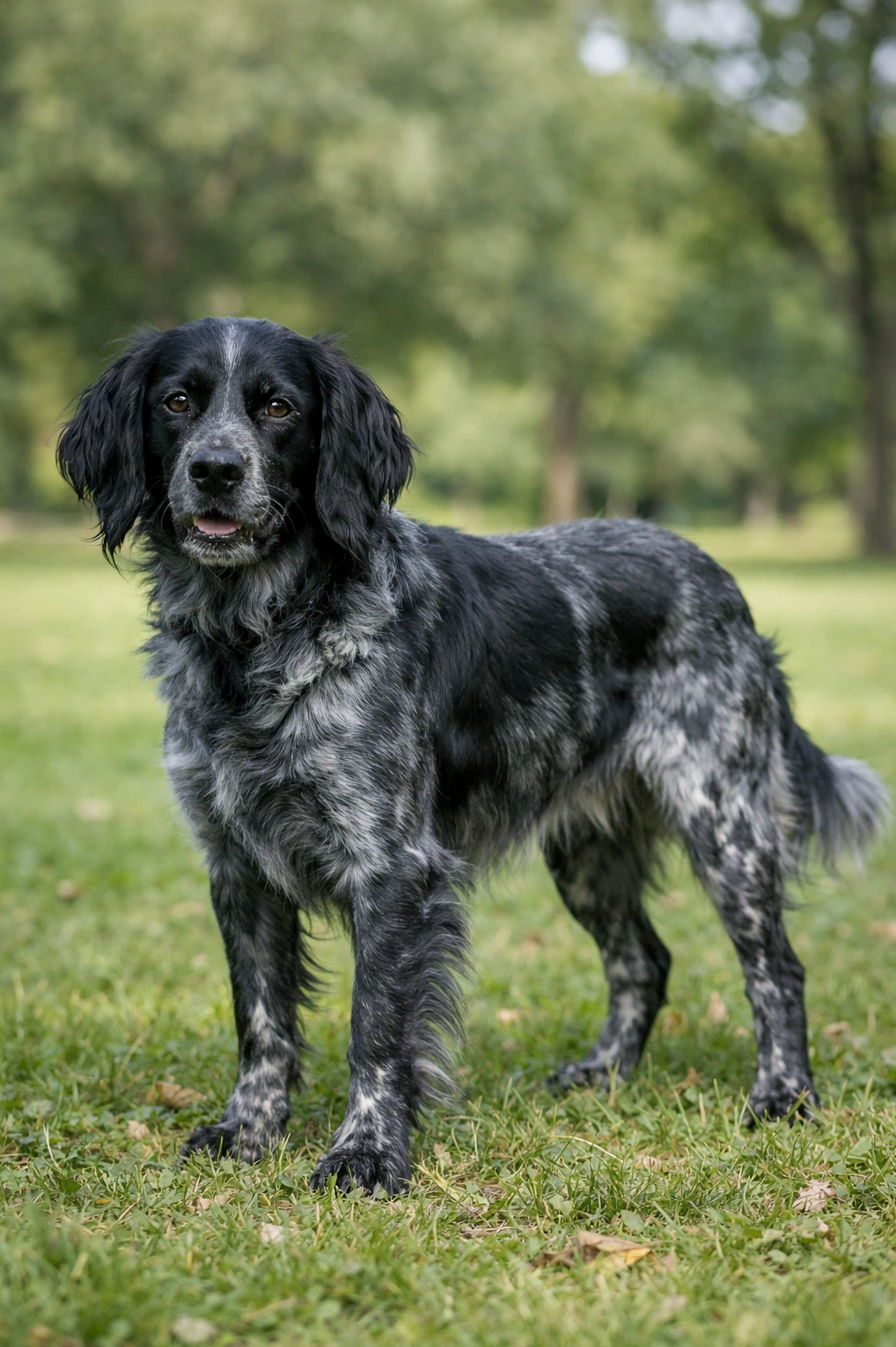 Blue Picardy Spaniel in a park