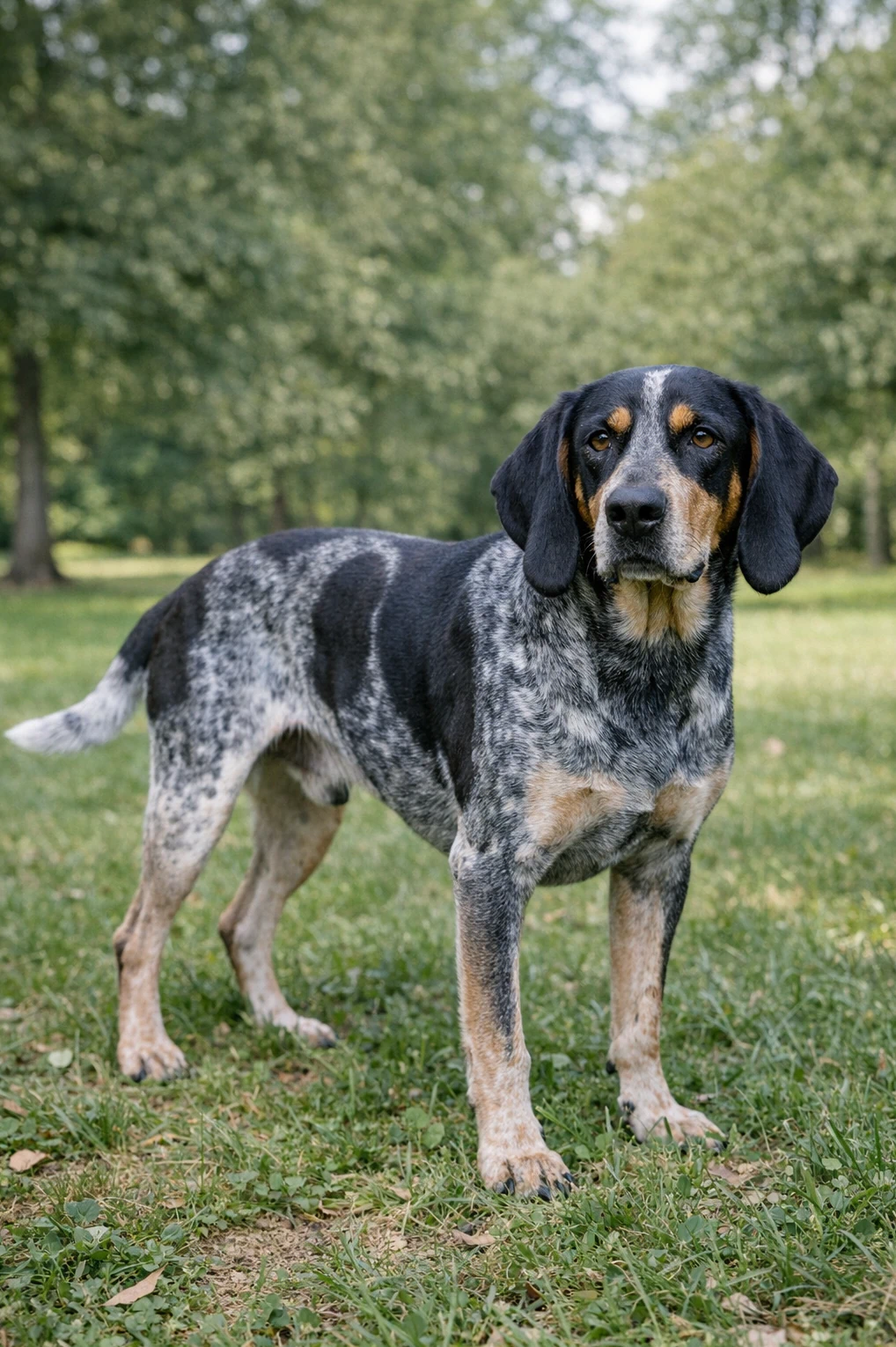 Bluetick Coonhound in a park