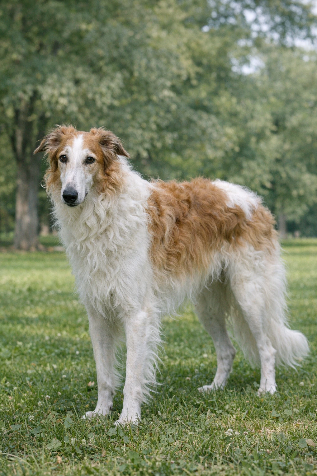 Borzoi in a park