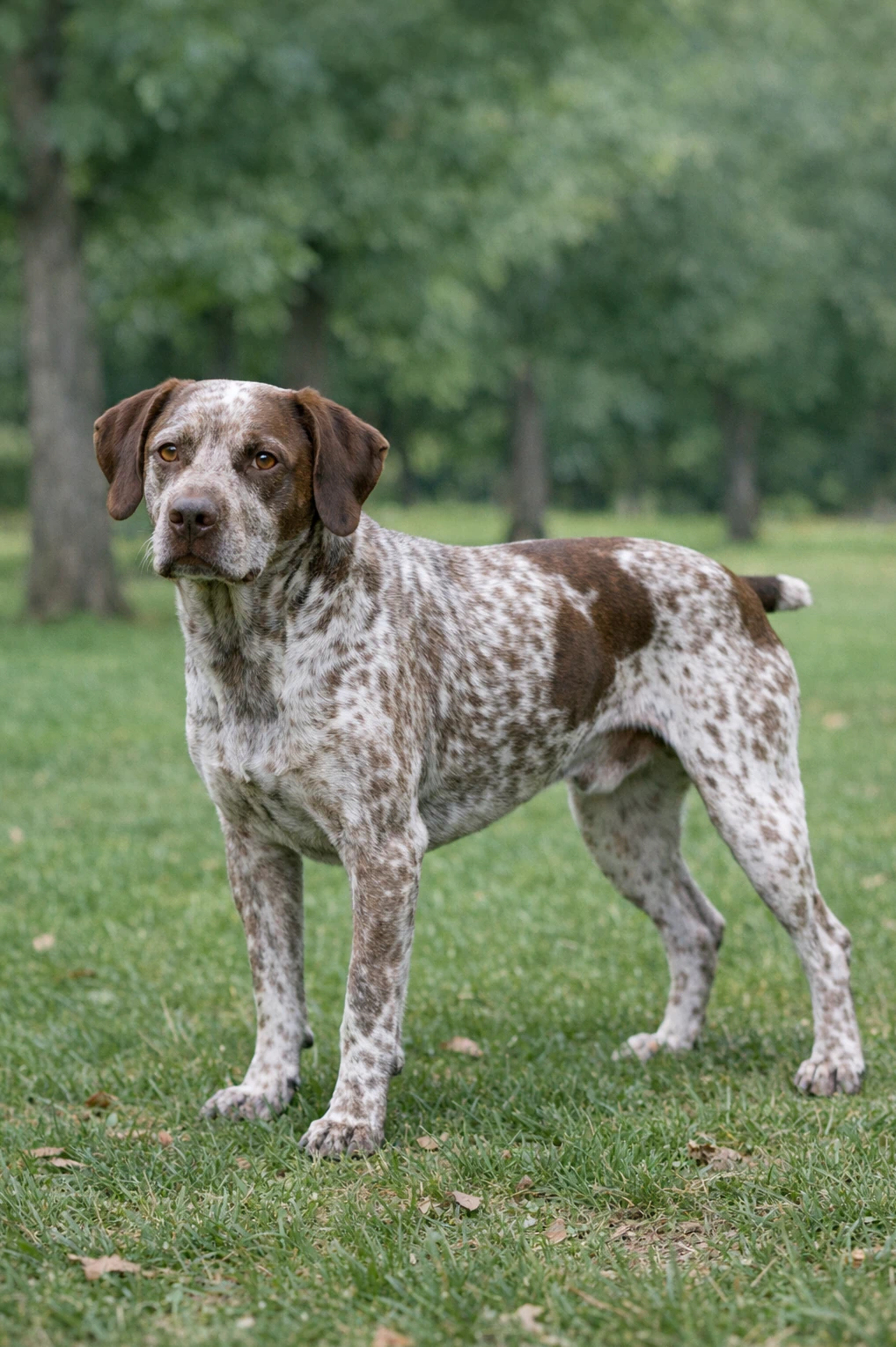 Braque du Bourbonnais in a park