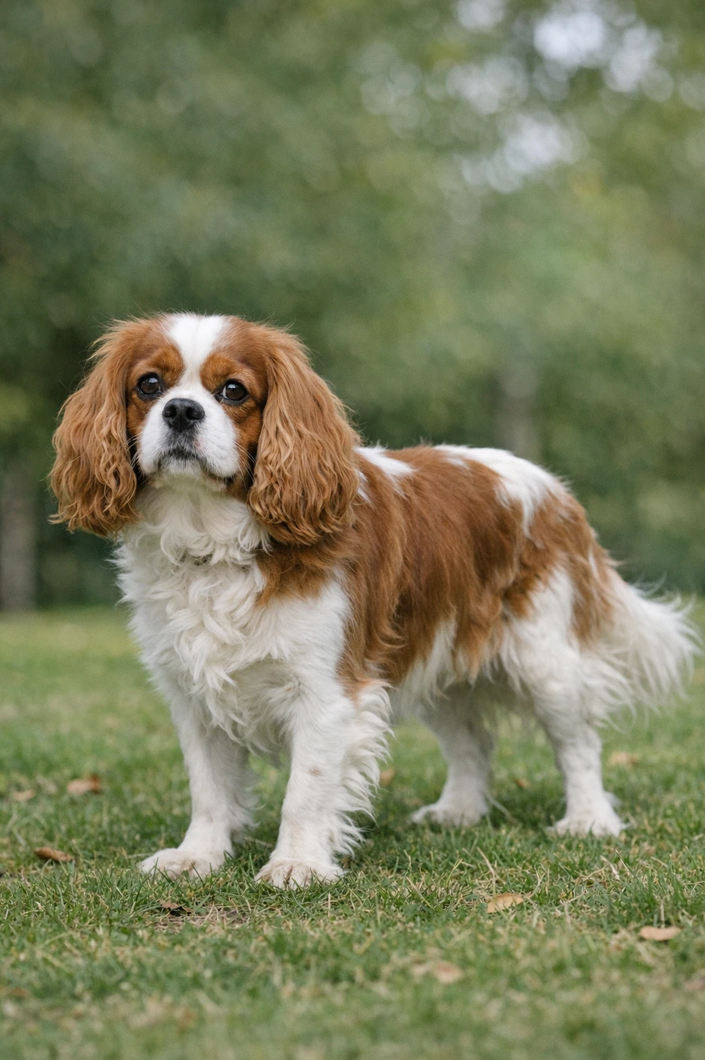 Cavalier King Charles Spaniel in a park