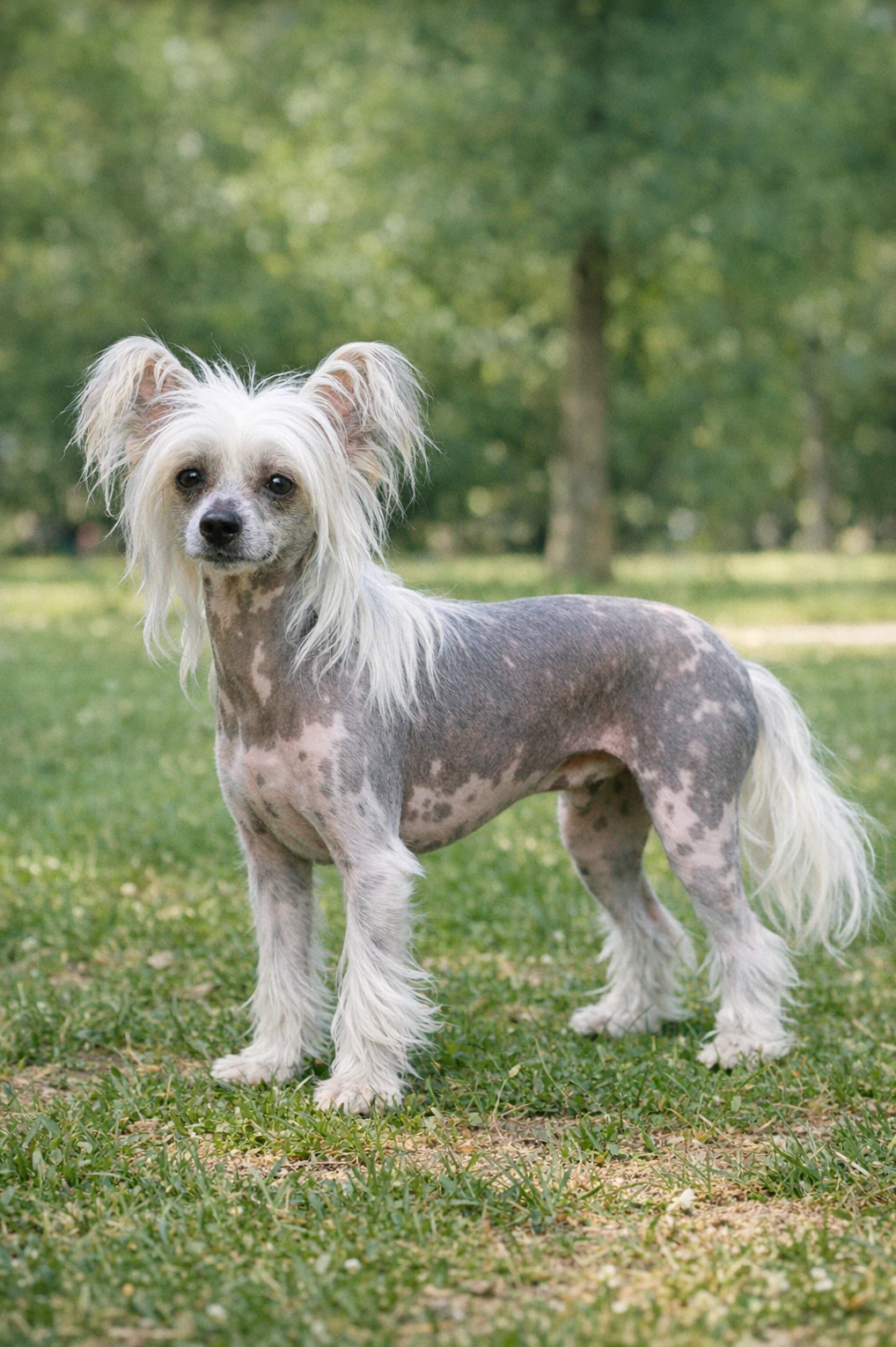 Chinese Crested in a park
