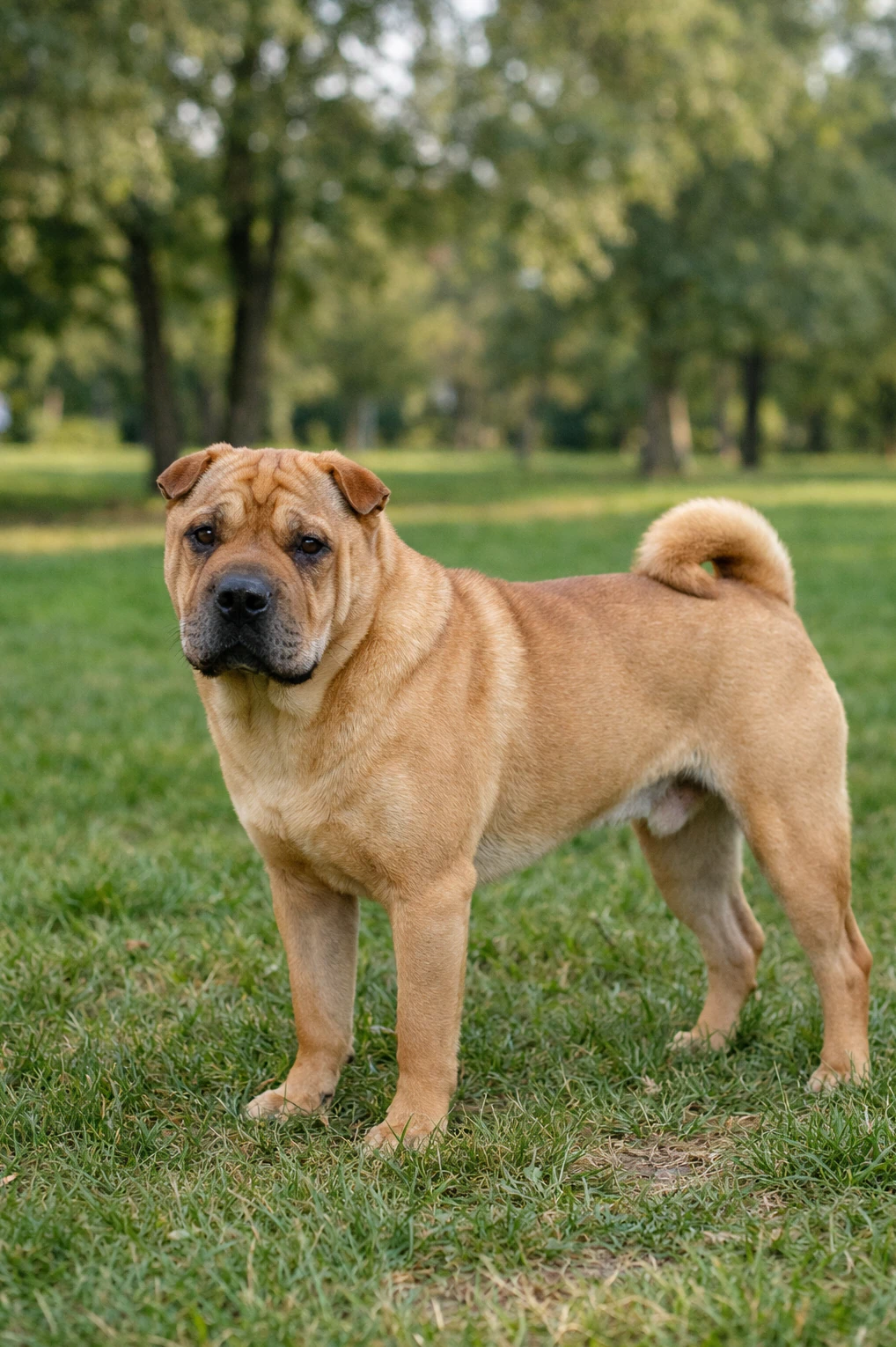 Chinese Shar-Pei in a park