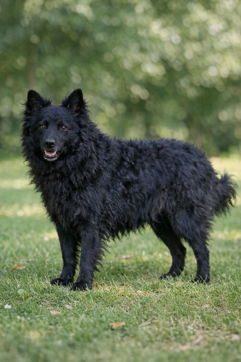 Croatian Sheepdog in a park