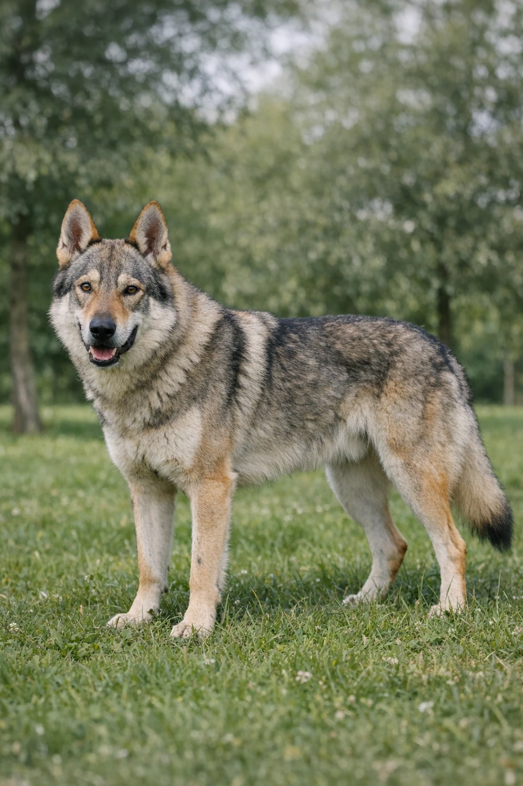 Czechoslovakian Vlciak in a park
