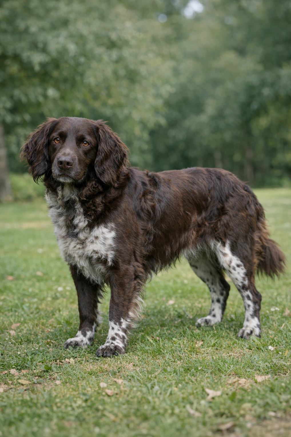 Deutscher Wachtelhund in a park