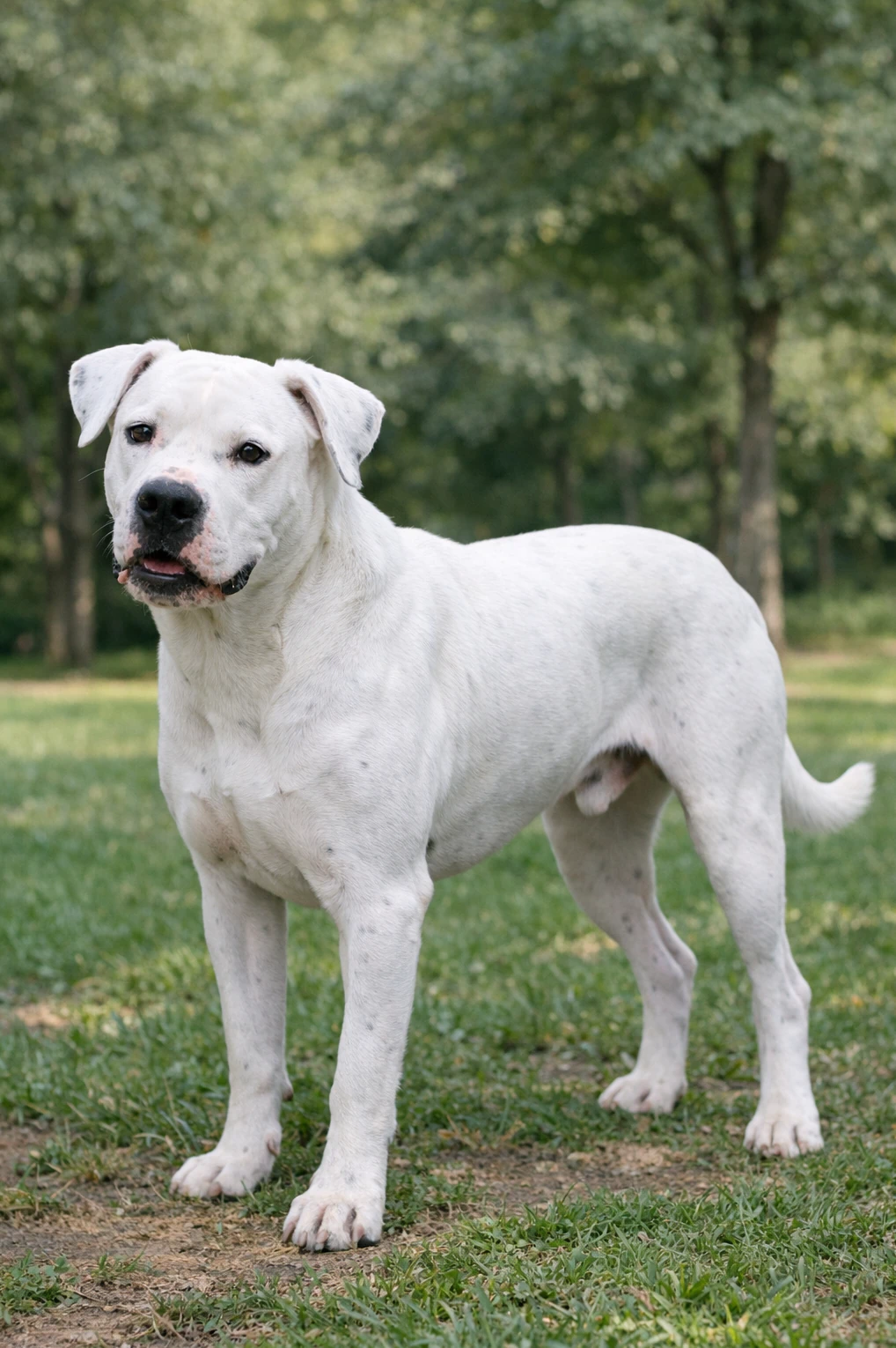 Dogo Argentino in a park