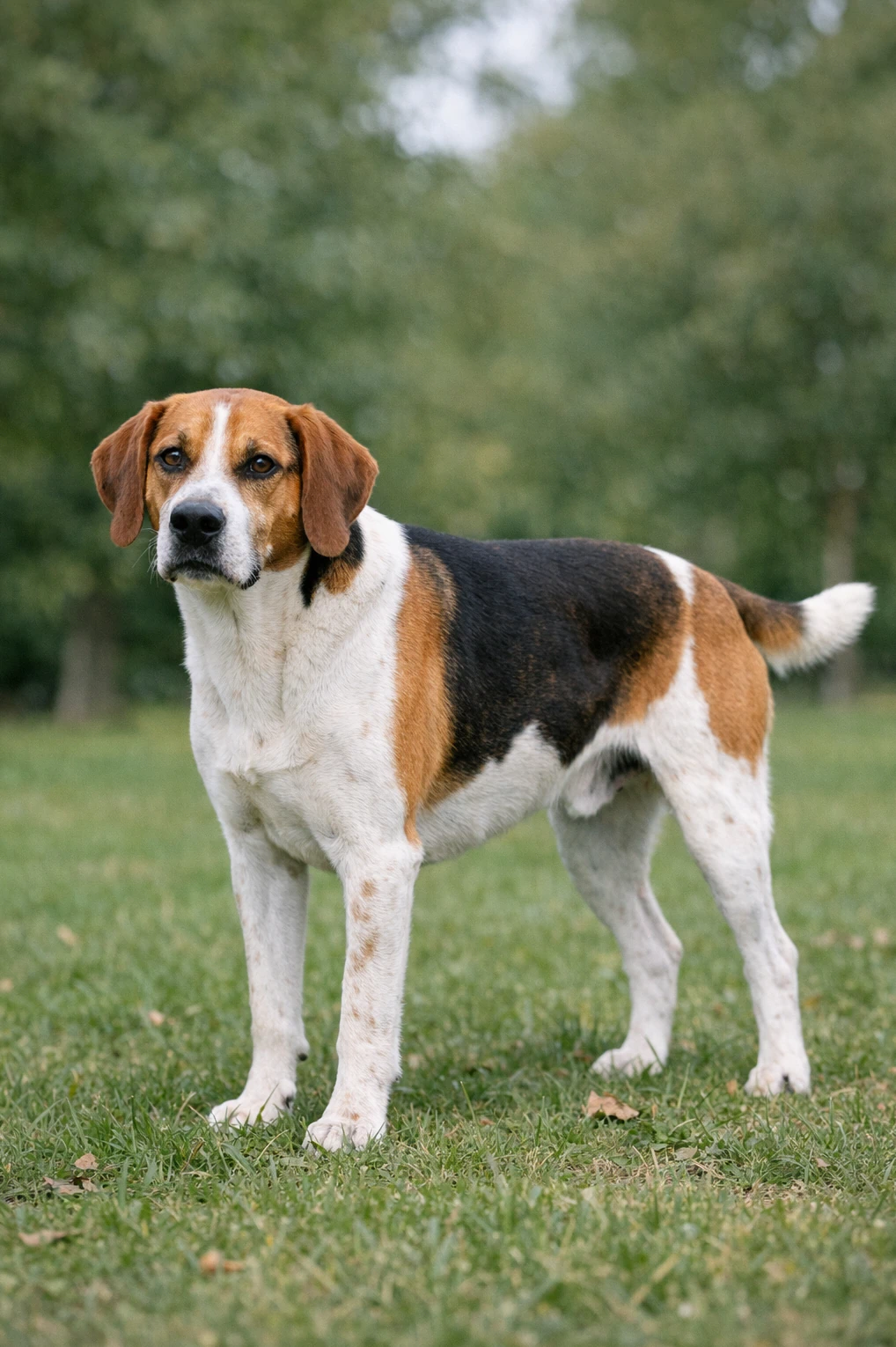 English Foxhound in a park