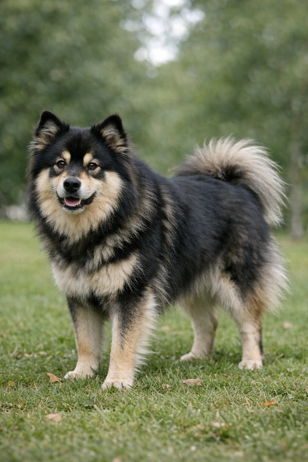 Finnish Lapphund in a park