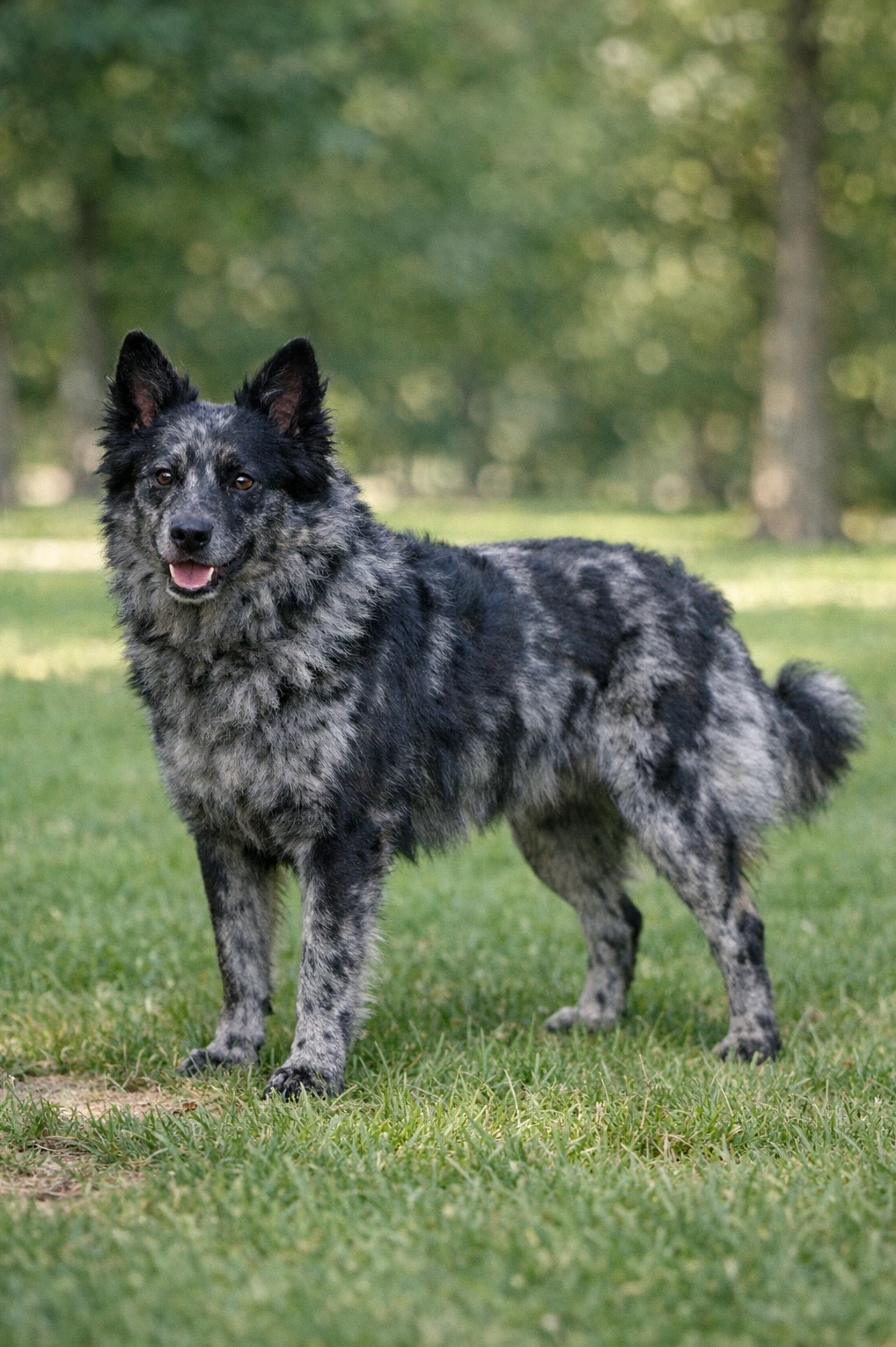 Foundation Stock Service in a park