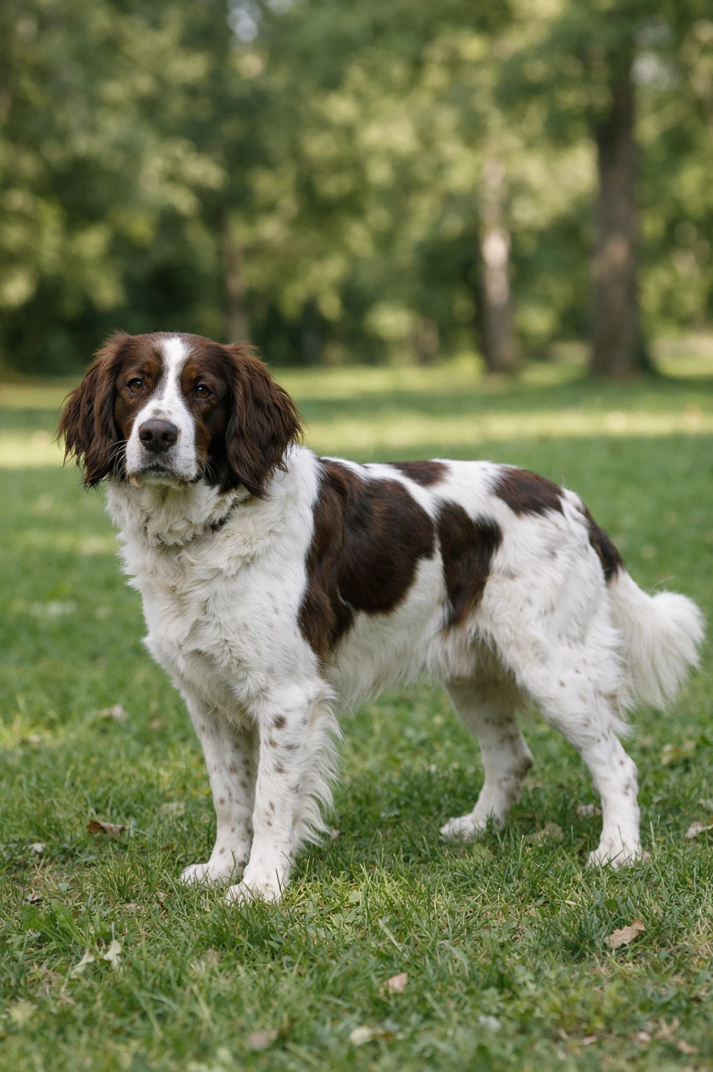 French Spaniel in a park