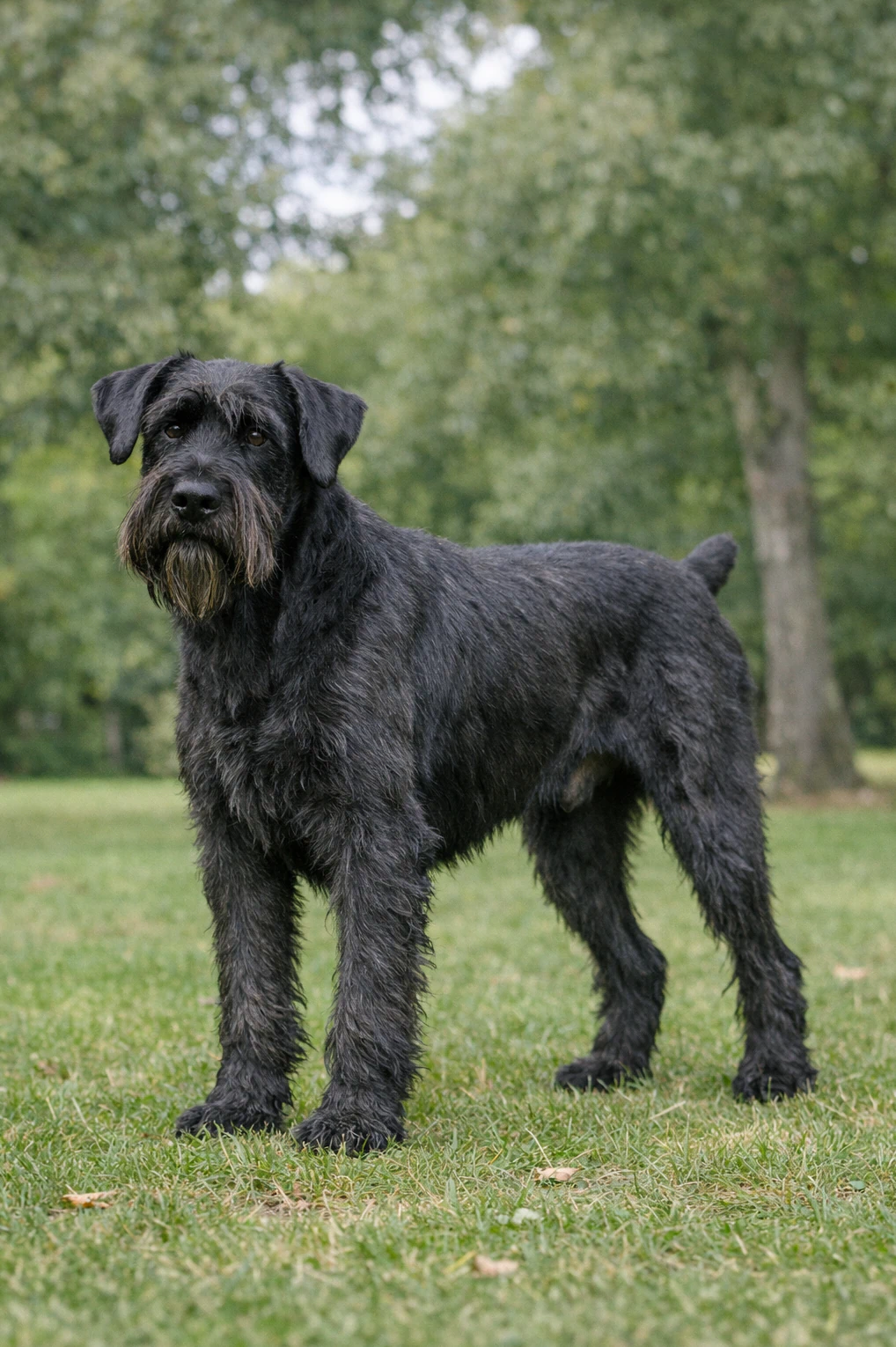 Giant Schnauzer in a park