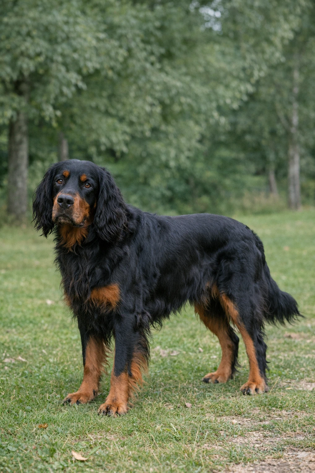 Gordon Setter in a park