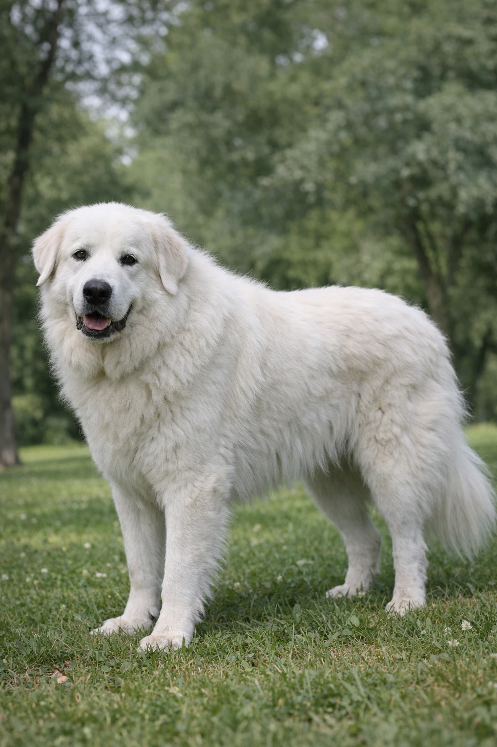 Great Pyrenees in a park