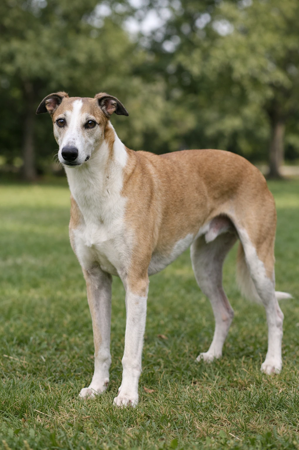 Greyhound in a park