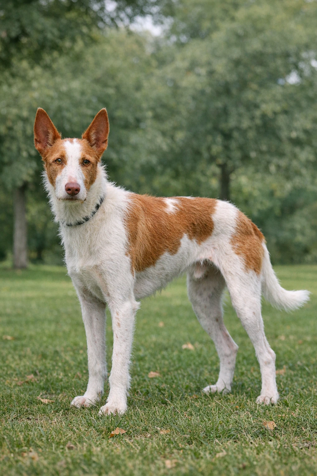Ibizan Hound in a park