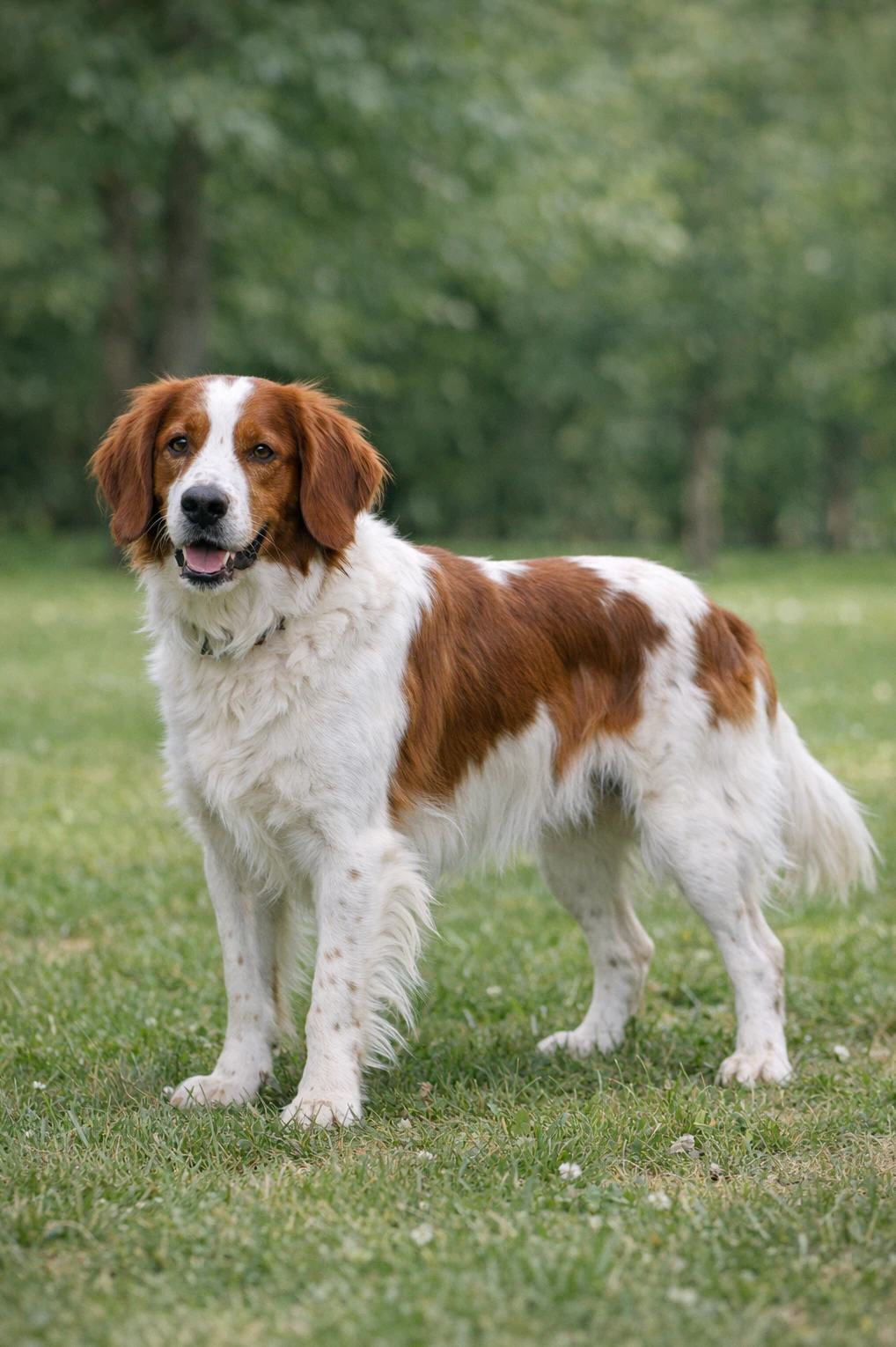 Irish Red and White Setter in a park