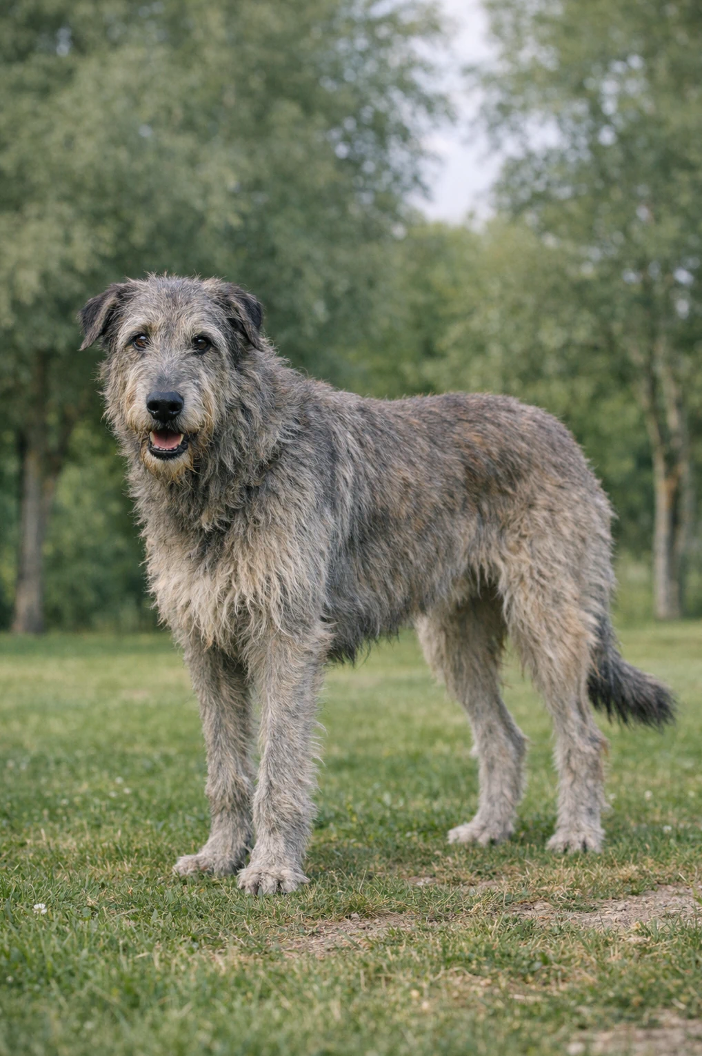 Irish Wolfhound in a park