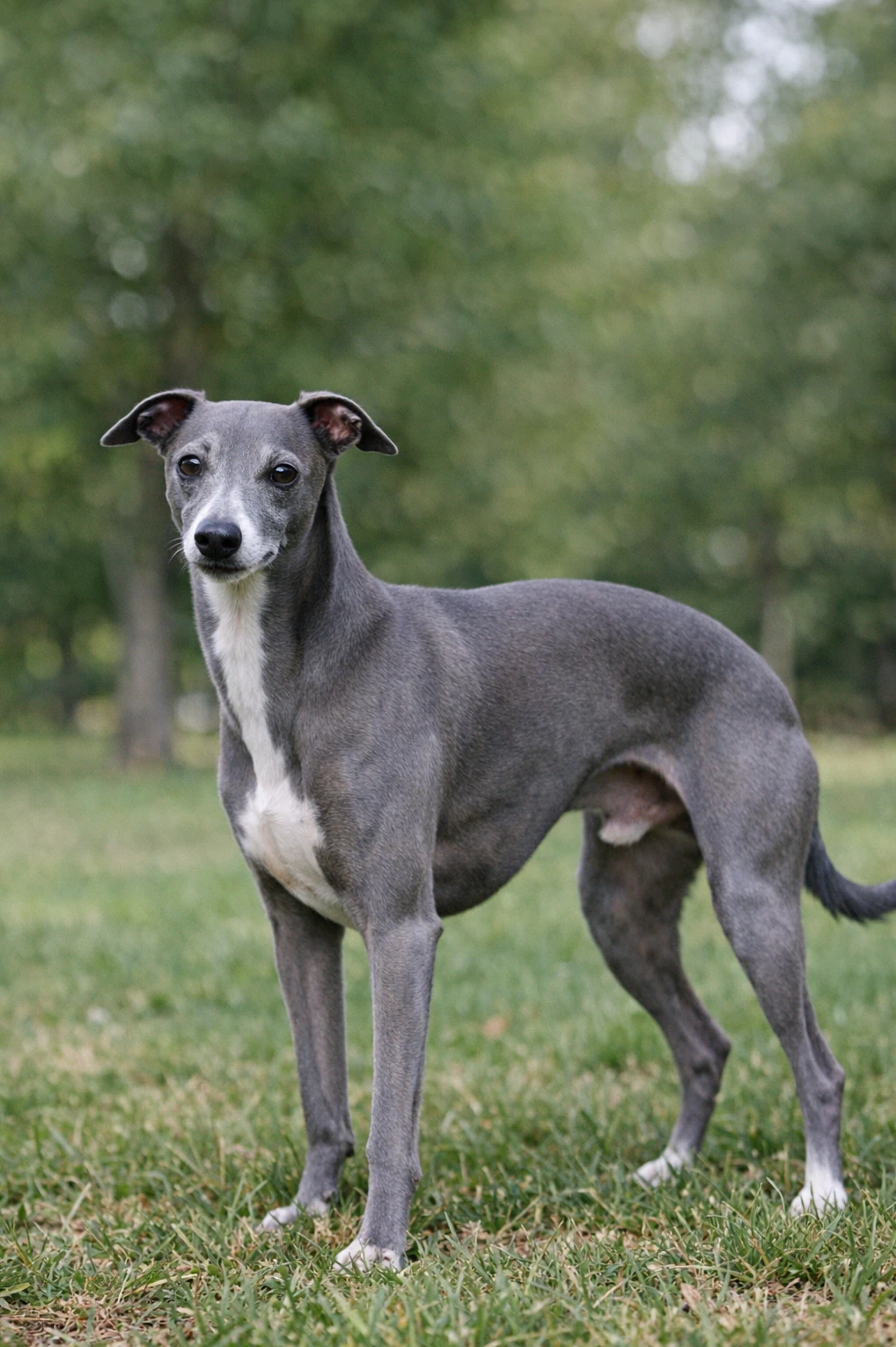 Italian Greyhound in a park