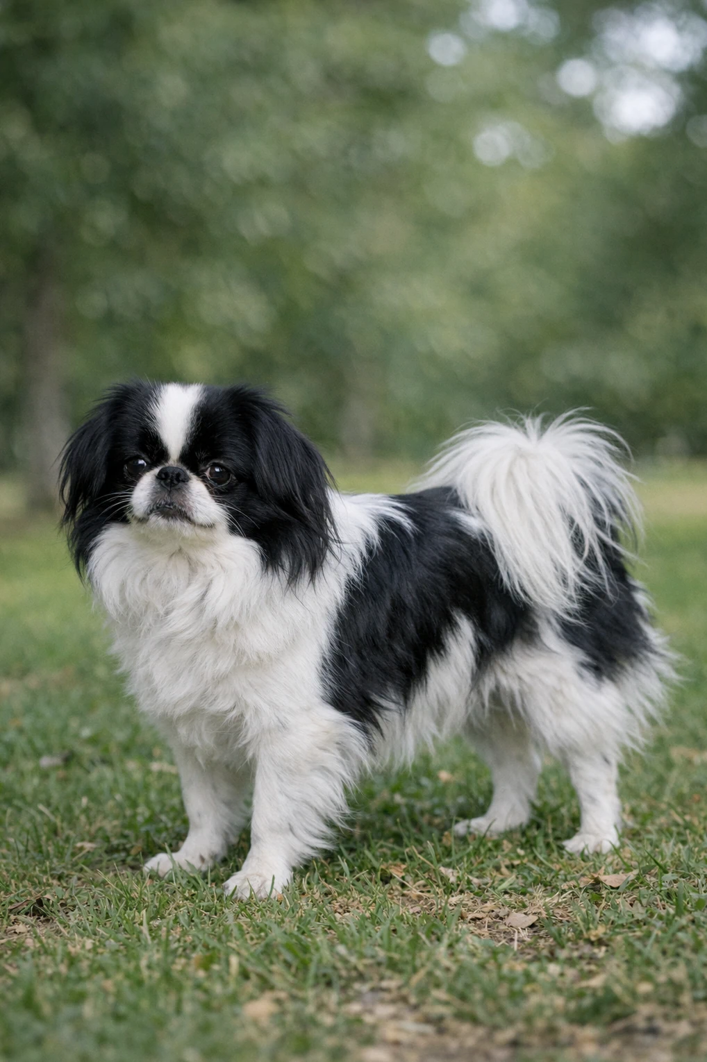 Japanese Chin in a park