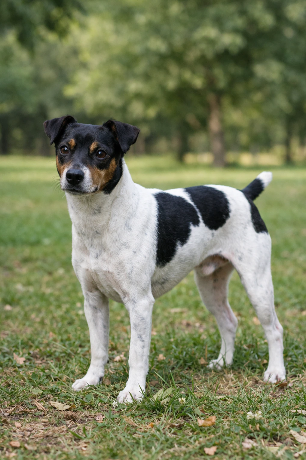 Japanese Terrier in a park