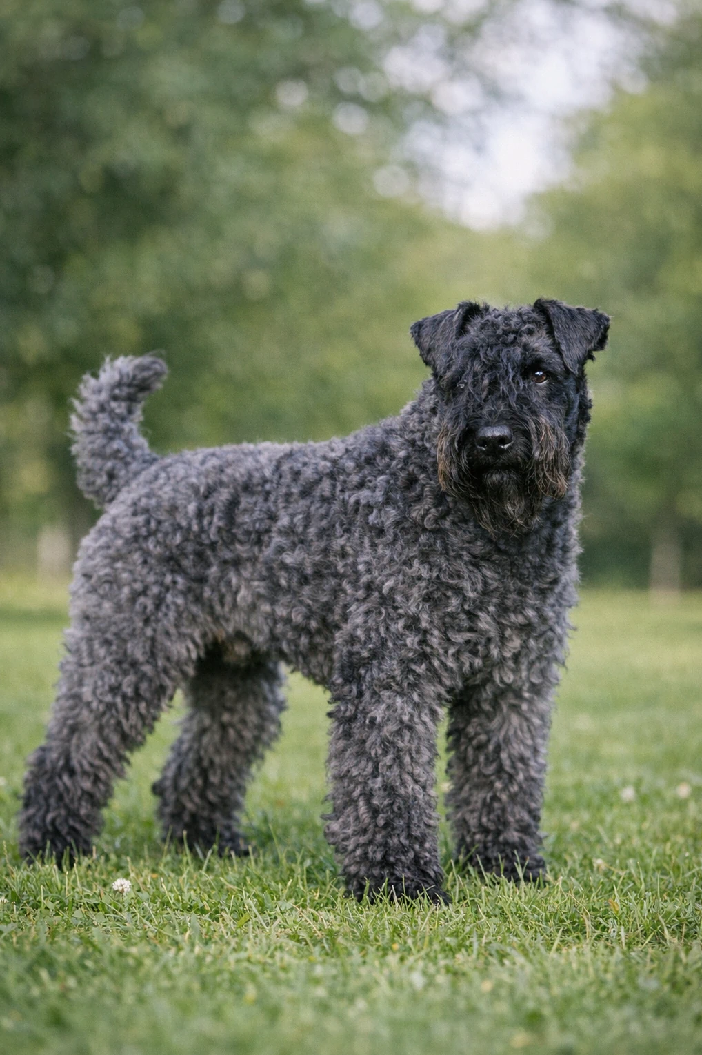 Kerry Blue Terrier in a park
