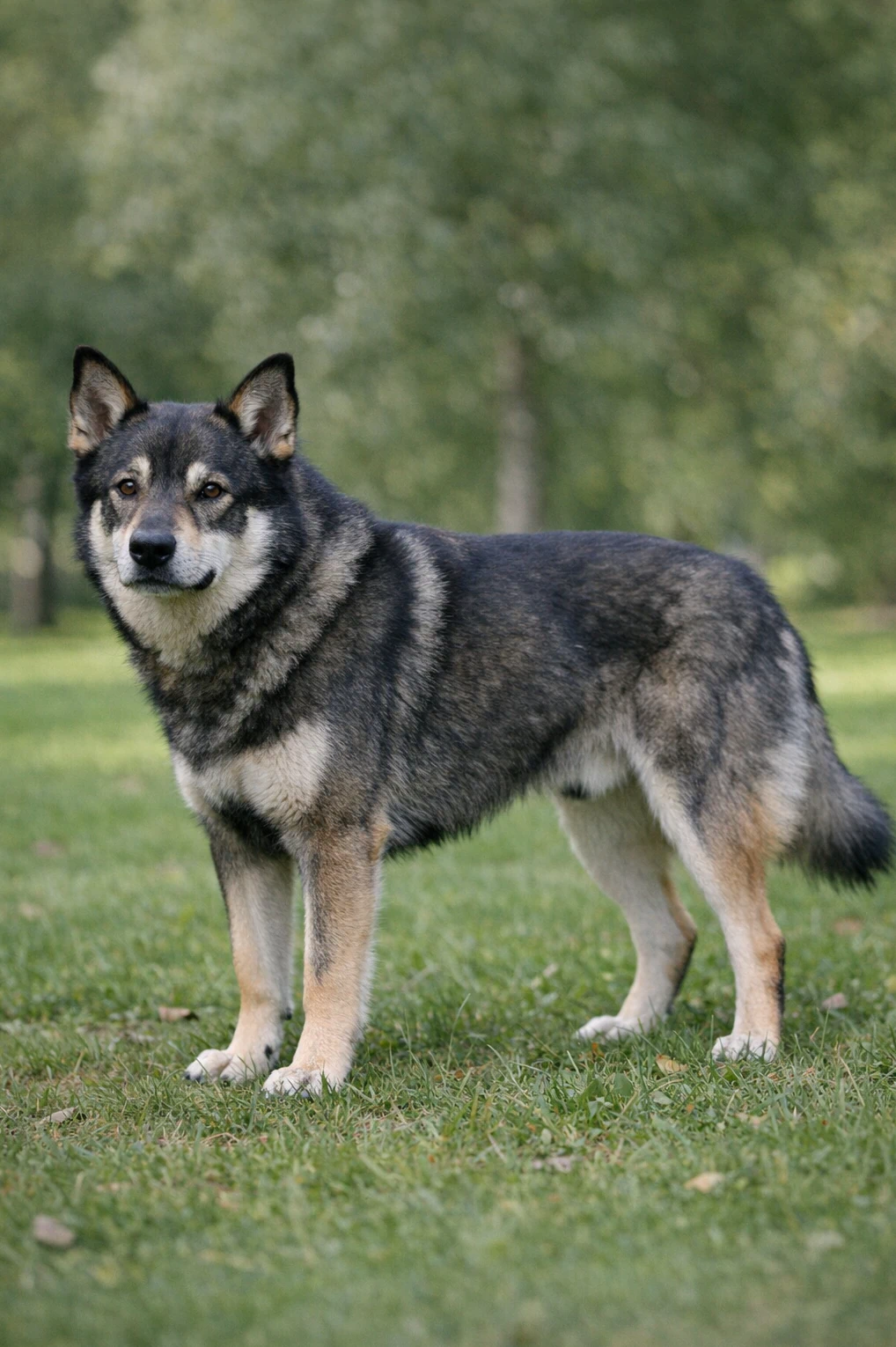 Lapponian Herder in a park