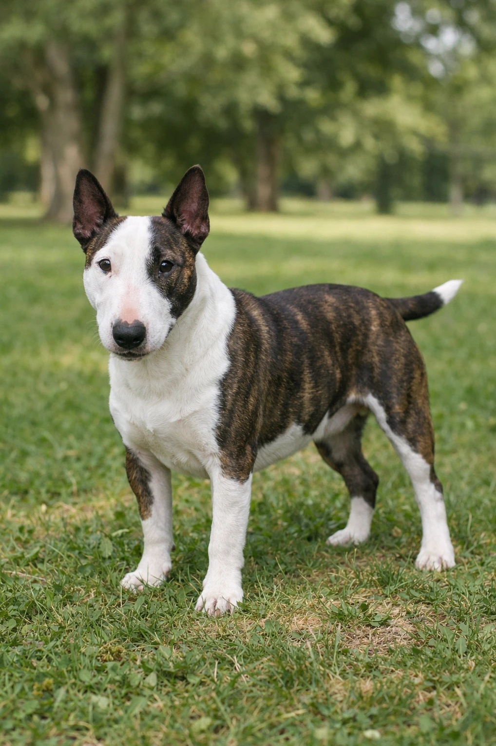 Miniature Bull Terrier in a park