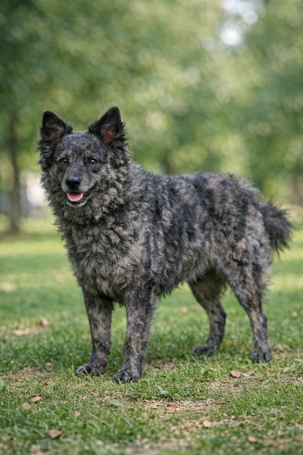 Mudi in a park