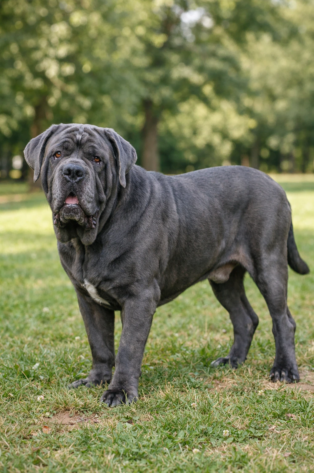 Neapolitan Mastiff in a park