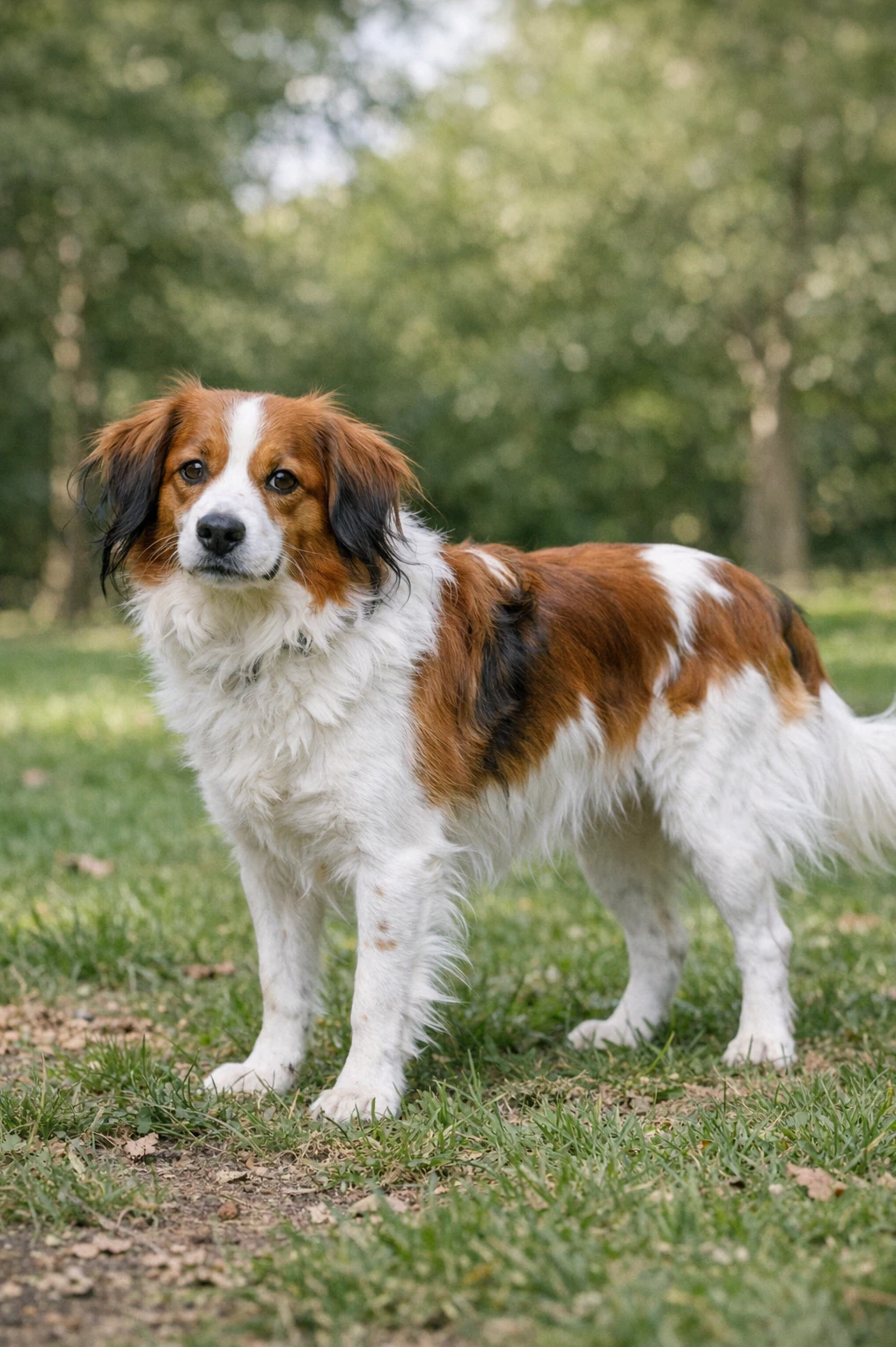 Nederlandse Kooikerhondje in a park