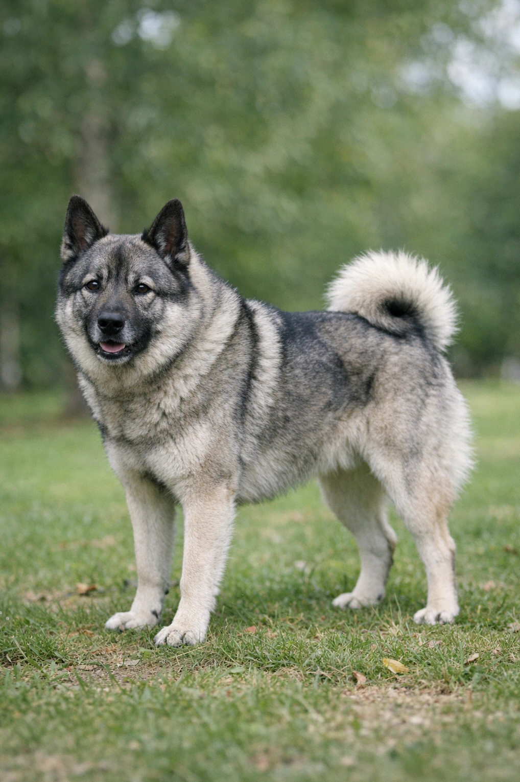 Norwegian Elkhound in a park