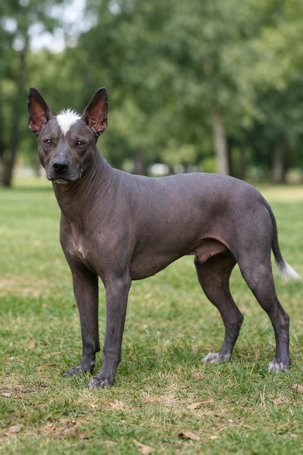 Peruvian Inca Orchid in a park