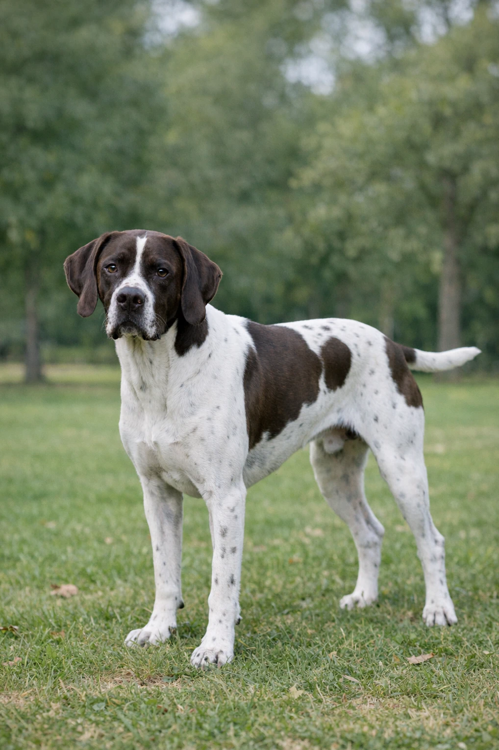 Pointer in a park