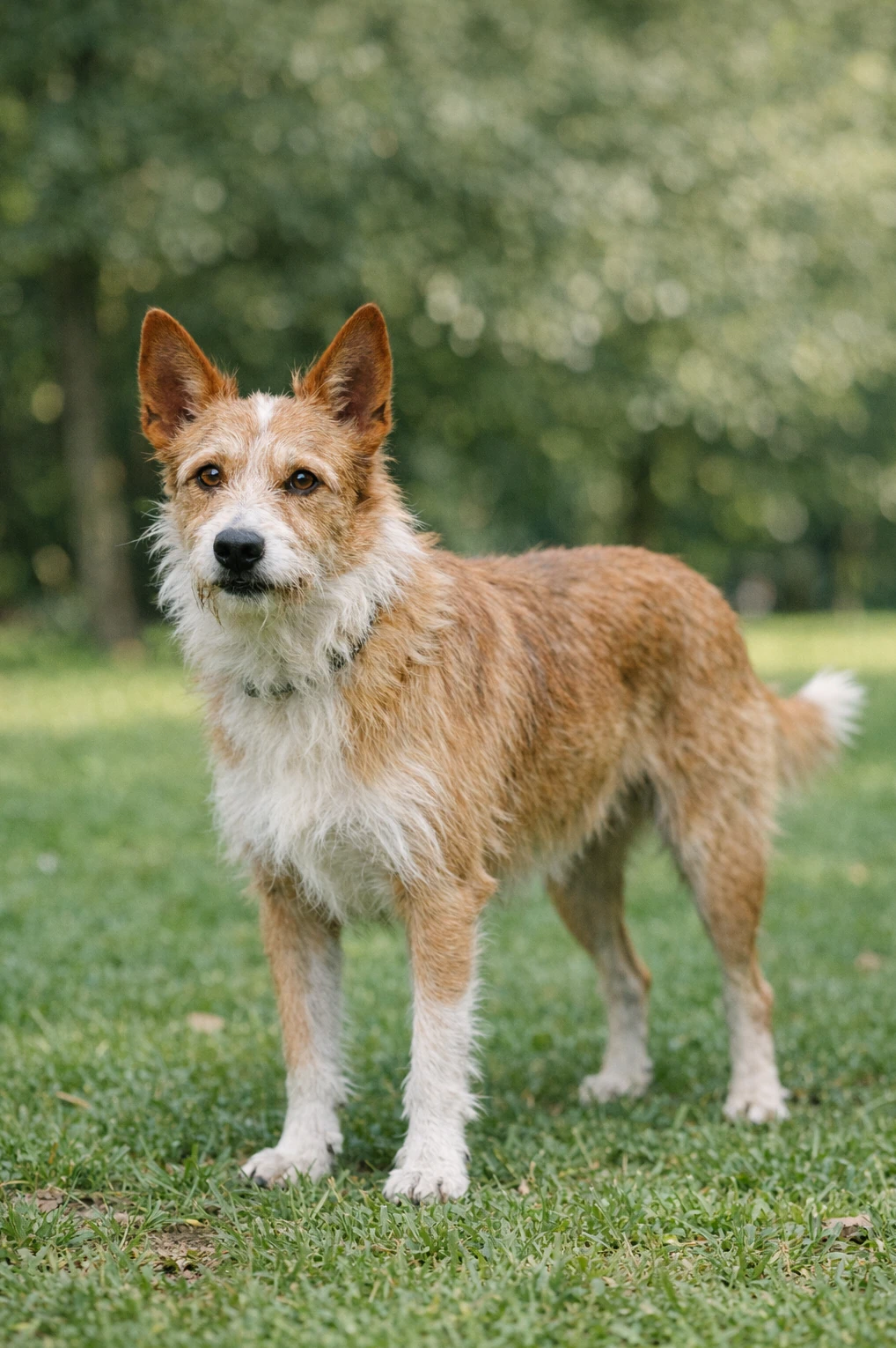 Portuguese Podengo in a park