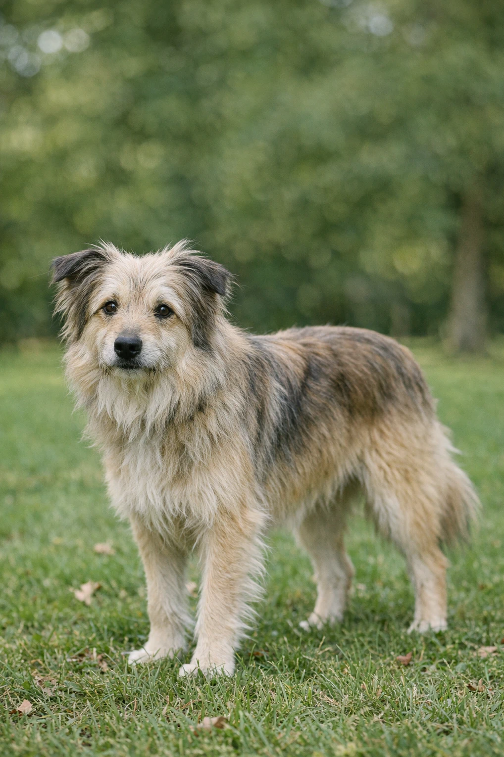 Pyrenean Shepherd in a park