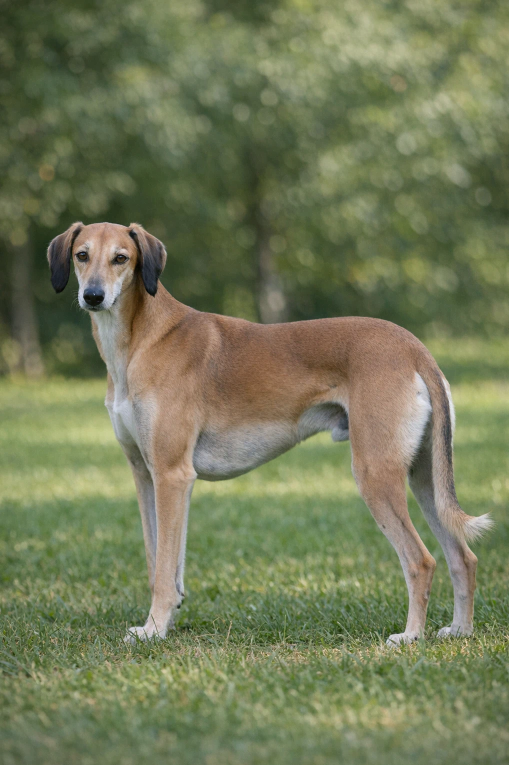 Saluki in a park