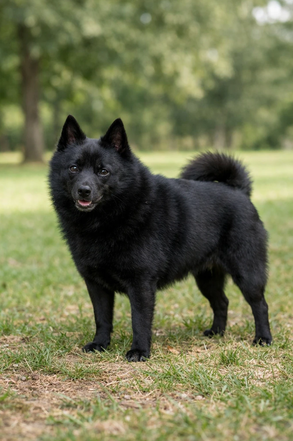 Schipperke in a park
