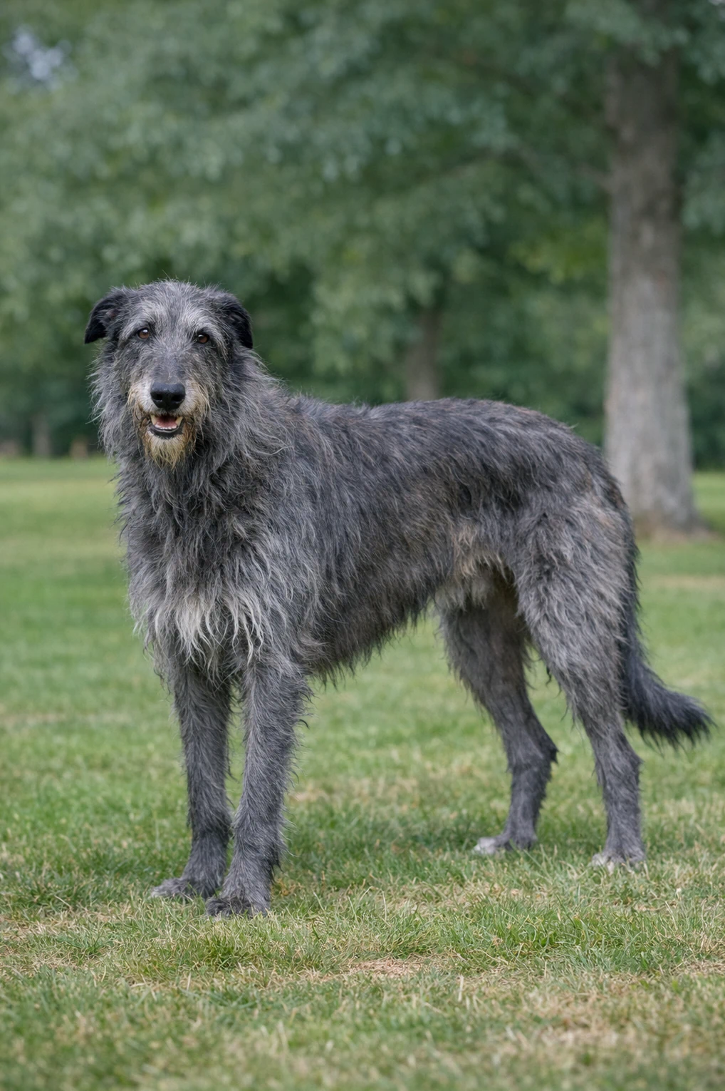 Scottish Deerhound in a park