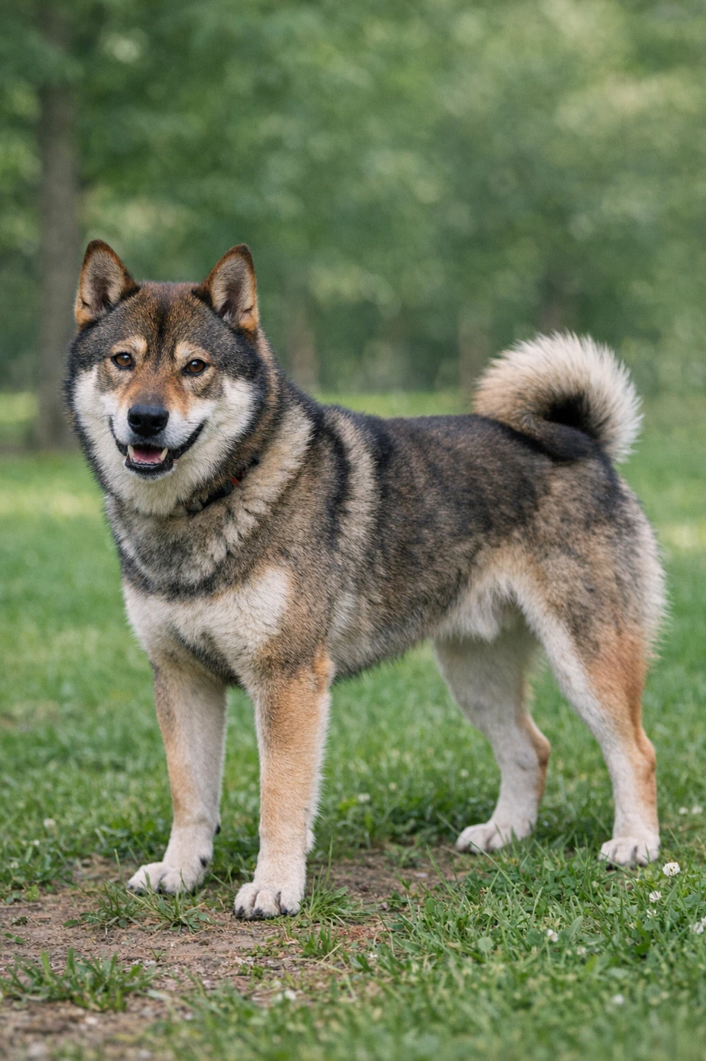 Shikoku Ken in a park