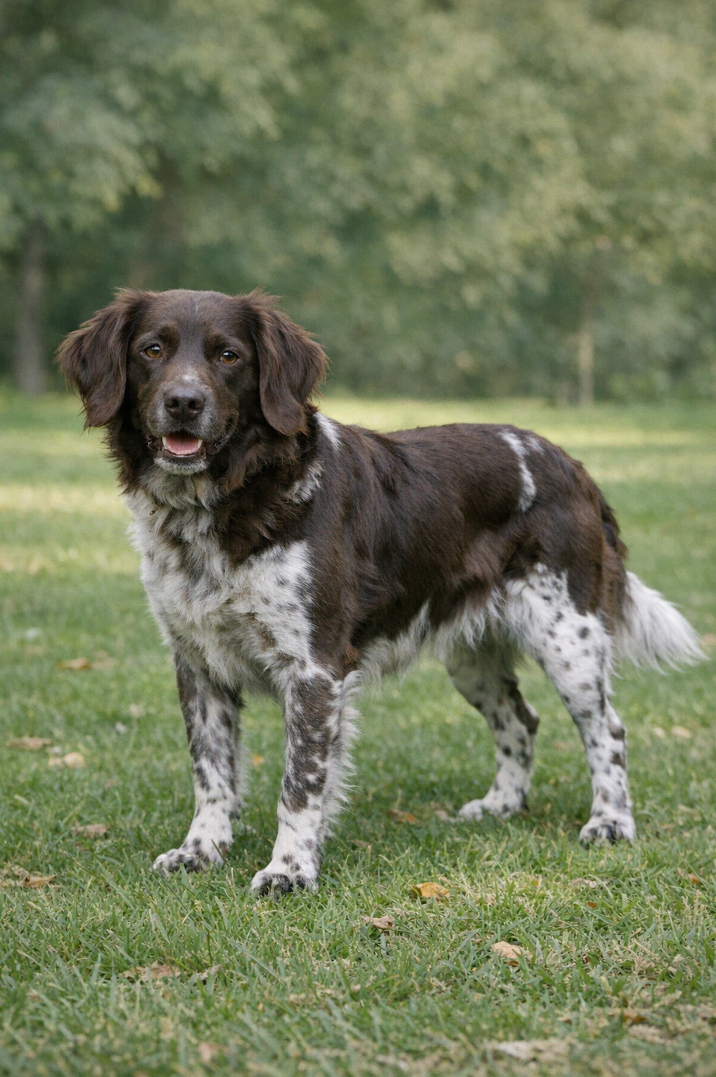 Small Munsterlander in a park