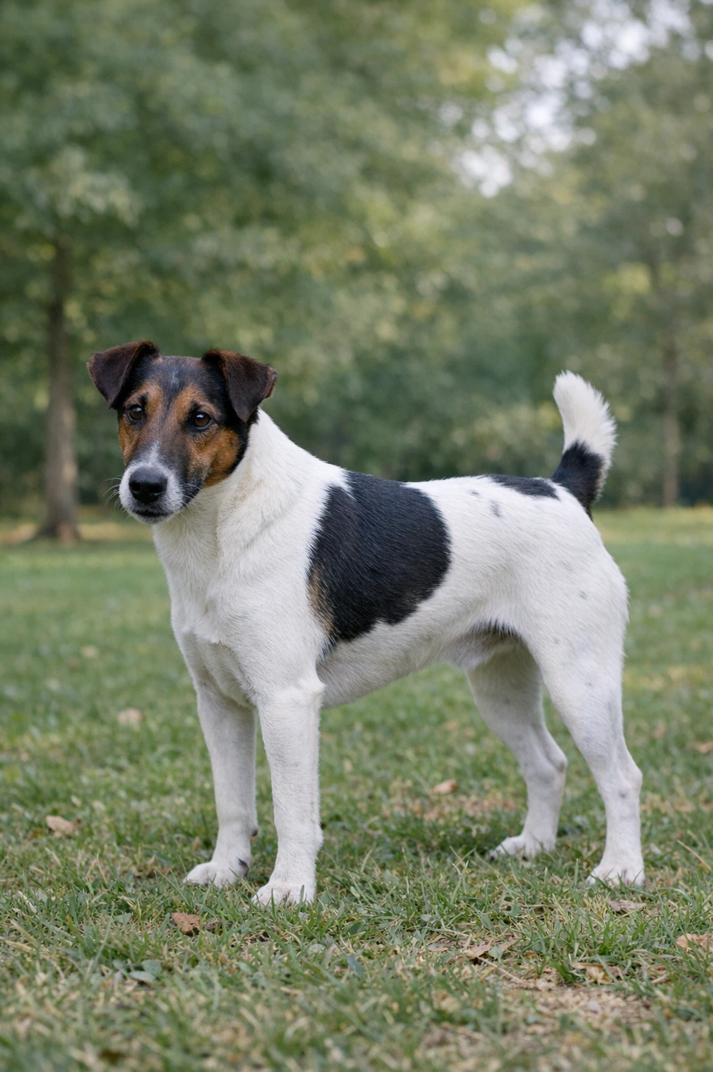 Smooth Fox Terrier in a park