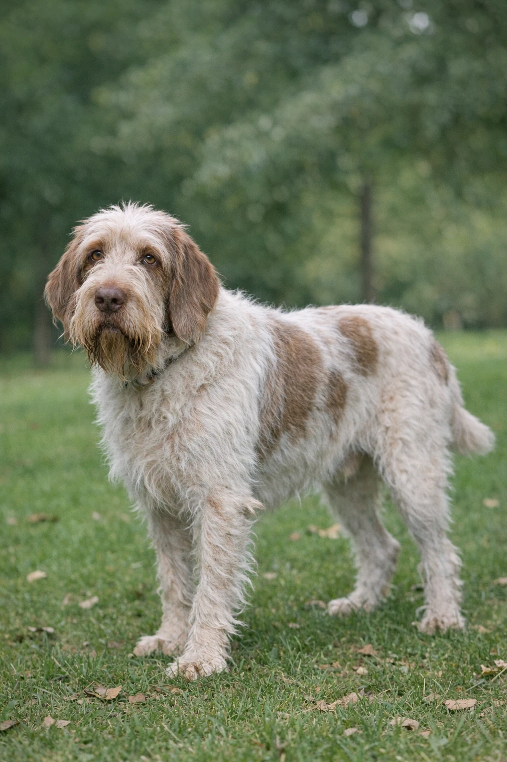 Spinone Italiano in a park