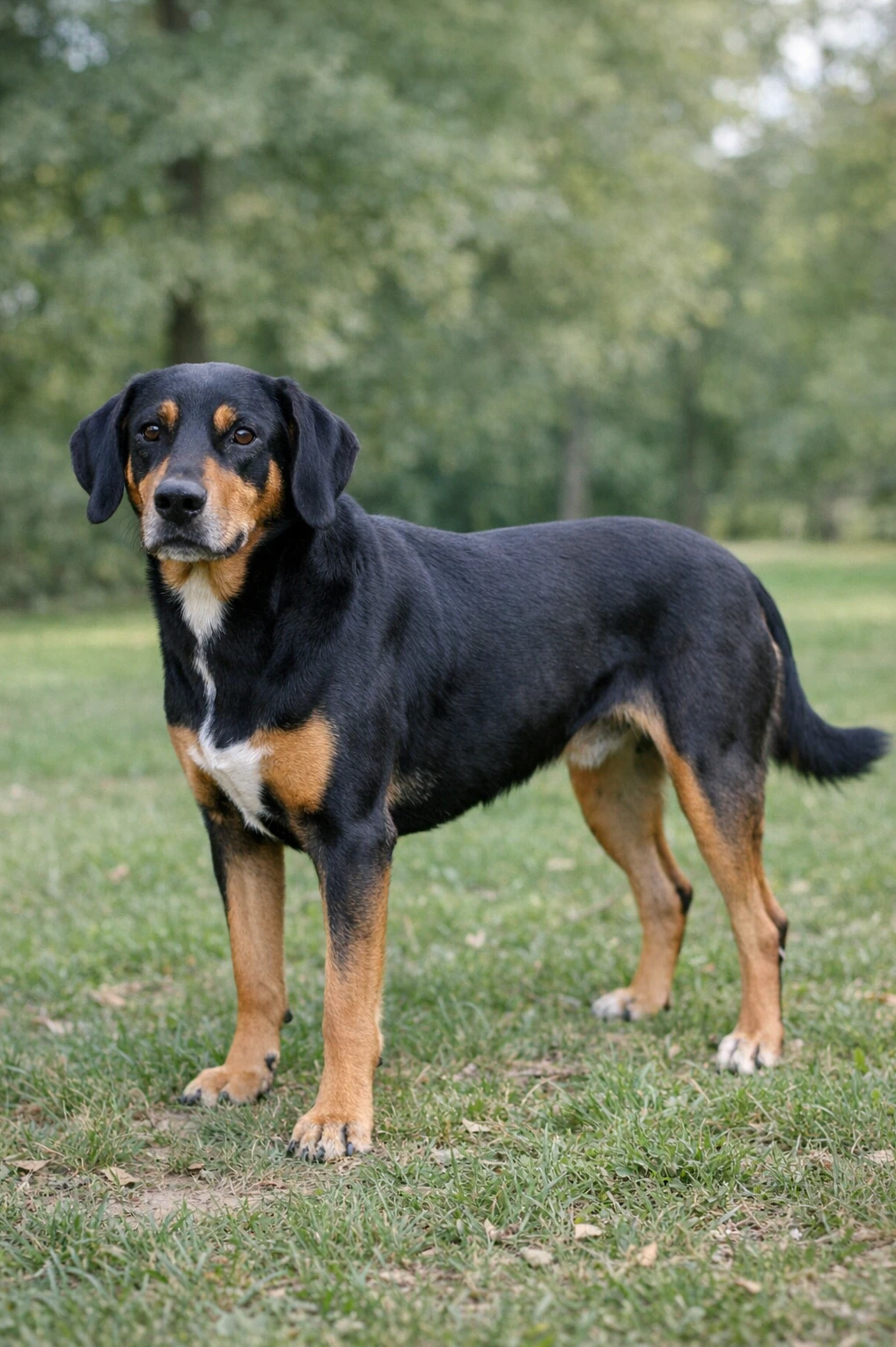 Transylvanian Hound in a park