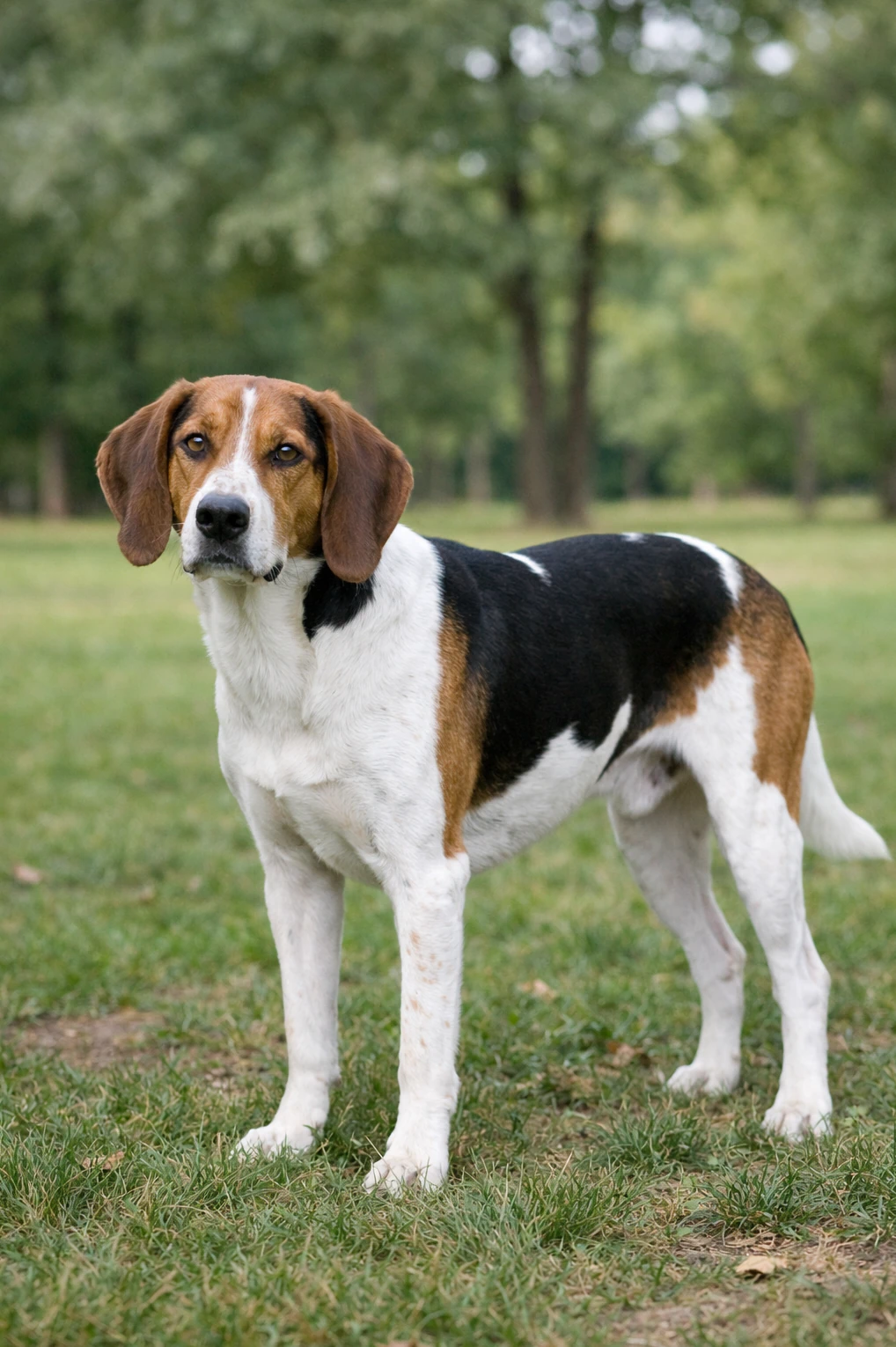 Treeing Walker Coonhound in a park