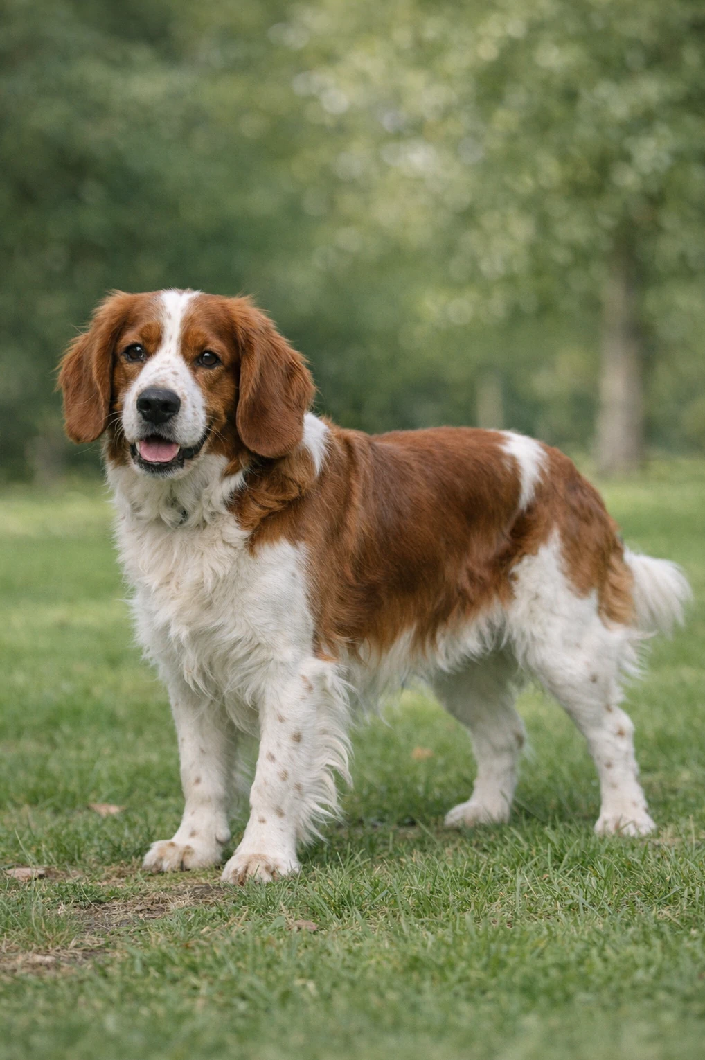 Welsh Springer Spaniel in a park