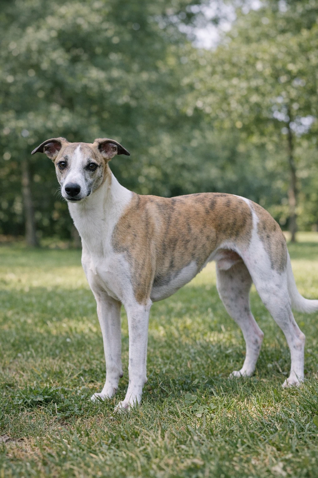 Whippet in a park