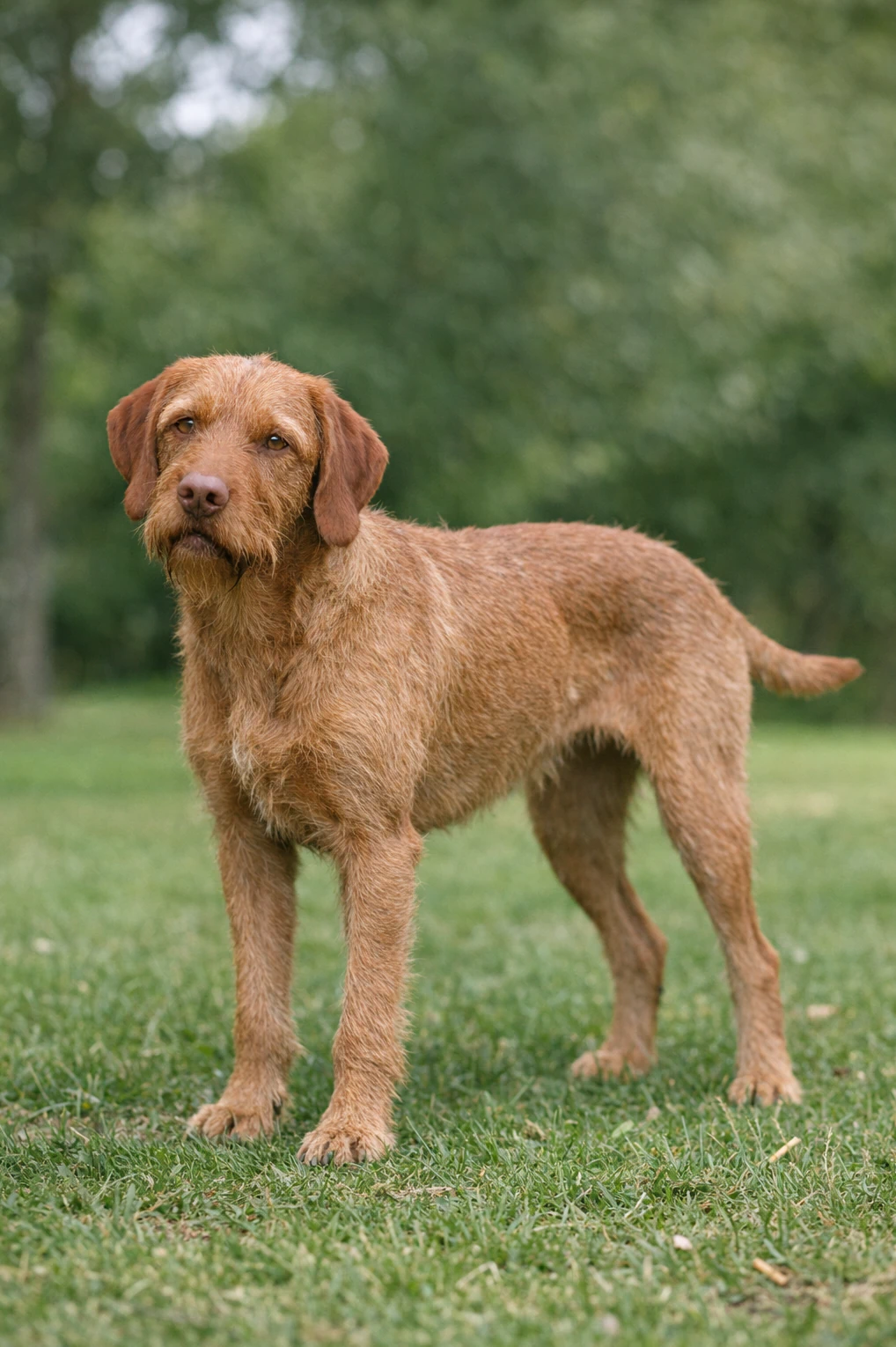 Wirehaired Vizsla in a park